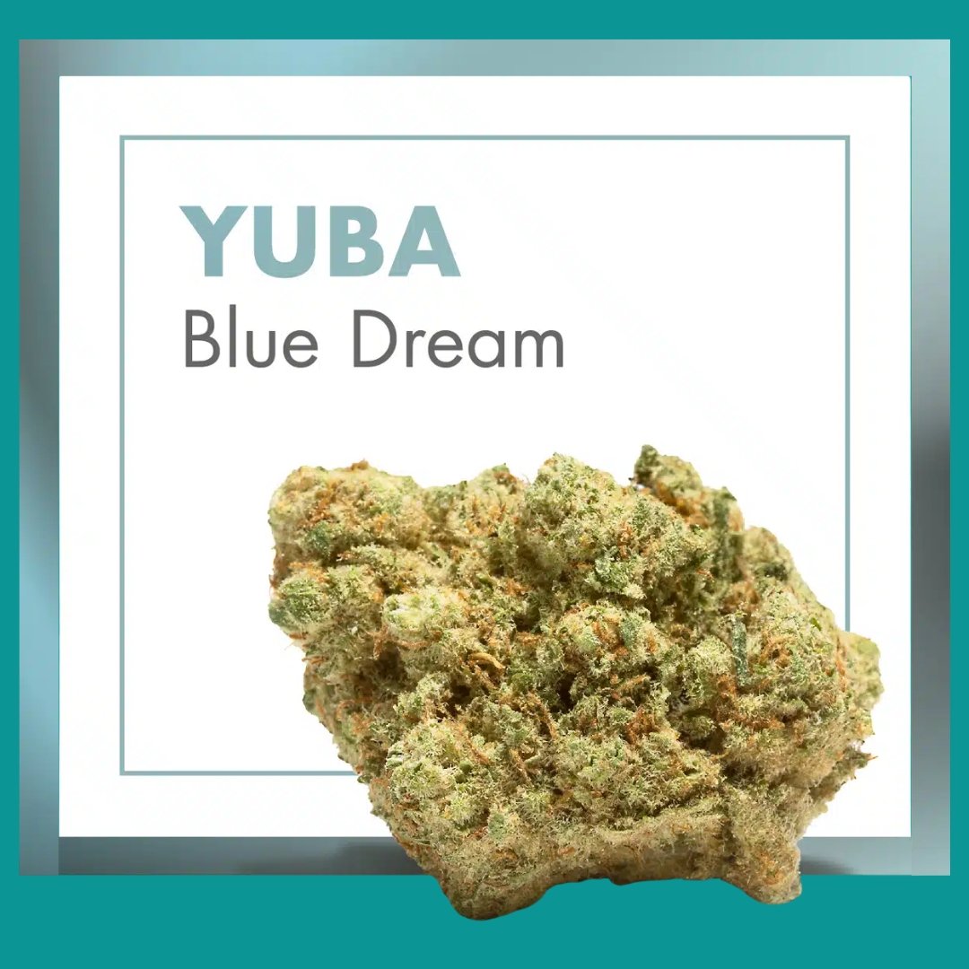 Flores CBD Indoor – YUBA (Blue Dream)