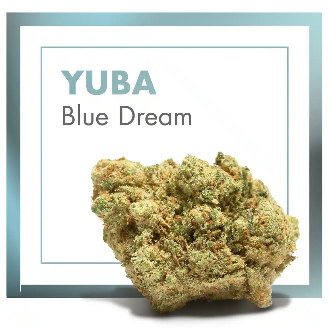 Flores CBD Indoor – YUBA (Blue Dream) - Image 2
