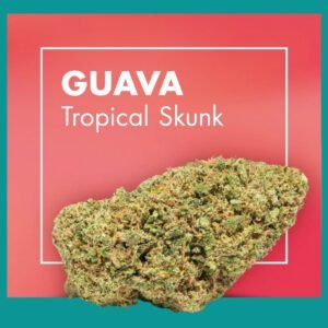 Flores CBD Greenhouse – GUAVA (Tropical Skunk)
