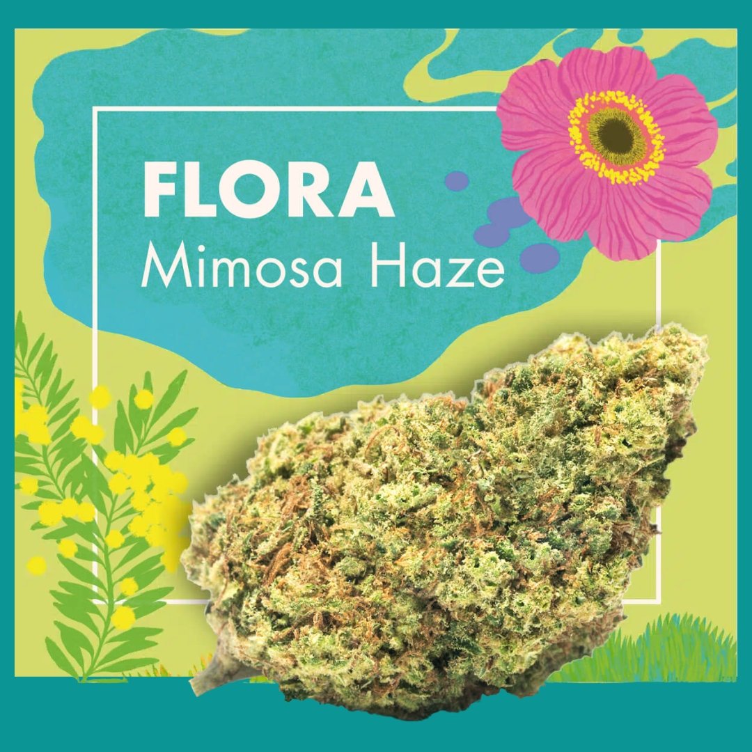 Flores CBD Indoor – FLORA (Mimosa Haze)