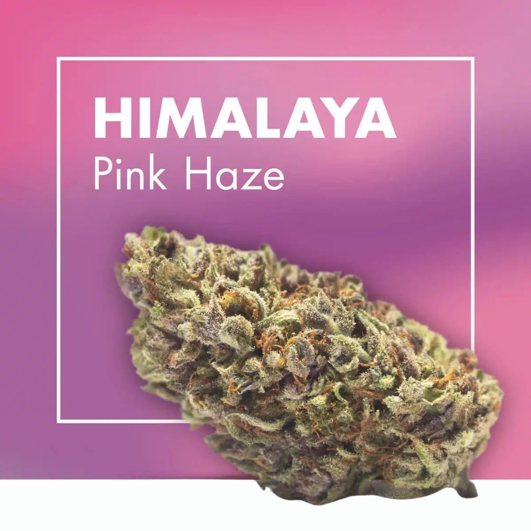 PACK CBD MAXI – 9 Flores Premium (6 + 3 grátis) - Image 9