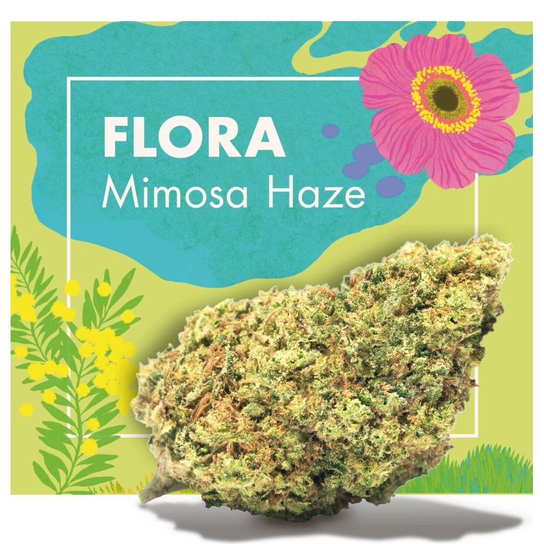 Flores CBD Indoor – FLORA (Mimosa Haze) - Image 2