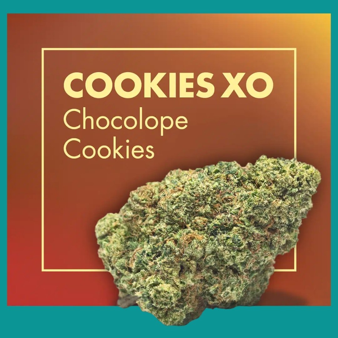 Flores CBD Greenhouse – COOKIES XO (Chocolope Cookies)