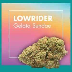 Flores CBD Greenhouse – LOWRIDER (Gelato Sundae)