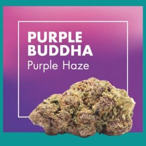 Flores CBD GREENHOUSE – PURPLE BUDDHA (Purple Haze)