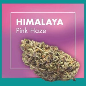 Flores CBD HIMALAYA (Pink Haze)