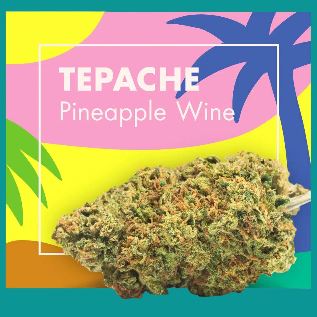 Flores CBD Indoor – TEPACHE (Pineapple Wine)