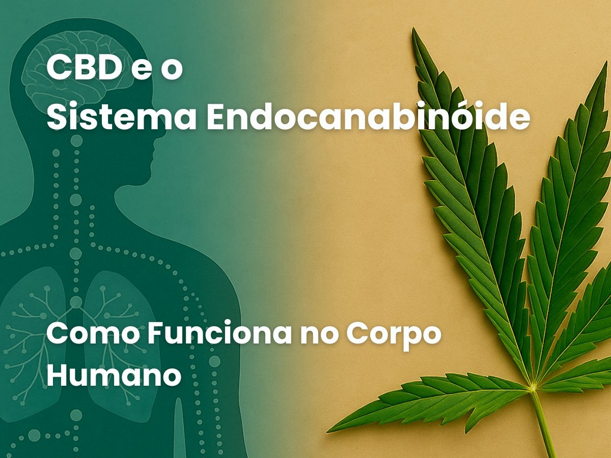 CBD e o Sistema Endocanabinóide